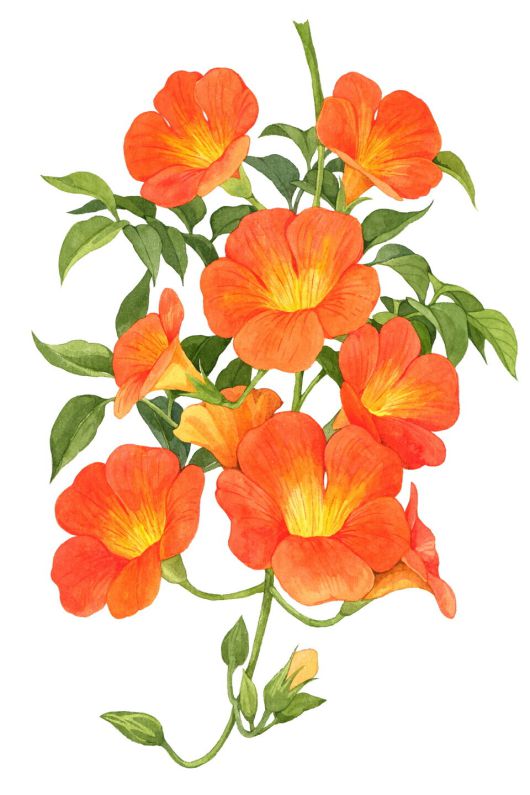 김이랑 작가 '능소화_수채' (사진제공=슈페리어 갤러리)