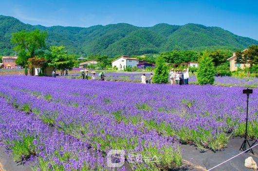 고성 라벤더 축제 / 사진제공=이랜드파크