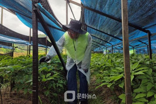 농협식품 윤덕한 전무이사가 20일 경기 연천 관내 인삼 농가를 찾아 인삼 적화 작업을 지원하고 있다. / 사진제공=농협