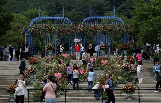 5월의 여왕 장미가 활짝 핀 ‘현대장미원’에서 관람객들이 사진을 찍고 있다.