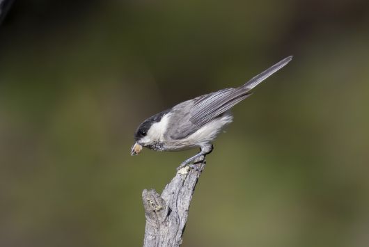 입에 먹이를 문 북방쇠박새가 가까이 날아왔다. 북방쇠박새는 쇠박새보다 머리깃에 광택이 적고, 날개깃 바깥 축에 흰색이 선명하다. 쇠박새보다 가늘고 약간 긴 직선형 부리를 가지고 있다.
