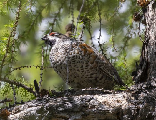 숲이 우거진 산림에서 서식하는 들꿩은 위협을 느낄 때 멀리 달아나지 않고 근처 나뭇가지 위에 날아가 앉는다