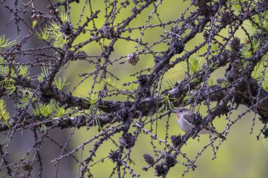 턱 밑이 주황색인 흰꼬리딱새는 한반도를 통과하는 나그네새다.