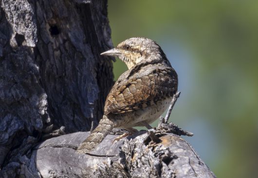 곤충과 거미류를 먹지만 특히 개미를 좋아하는 개미잡이. 경계할 때 목을 좌우로 움직인다.