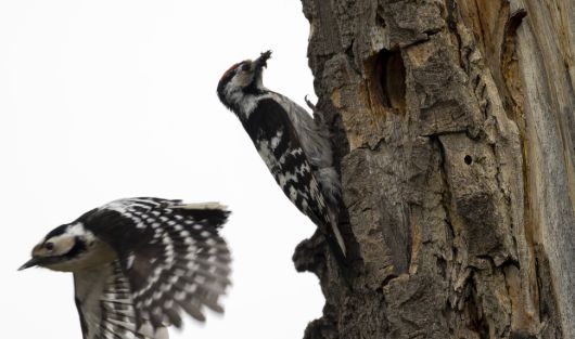 머리 꼭대기가 붉은 쇠오색딱따구리 수컷이 먹이를 물어오자 암컷이 둥지에서 날아 나오고 있다. 한반도 남쪽에서는 아직 관찰 기록이 없고 함경북도 고산지대에서 번식하는 것으로 알려졌다.