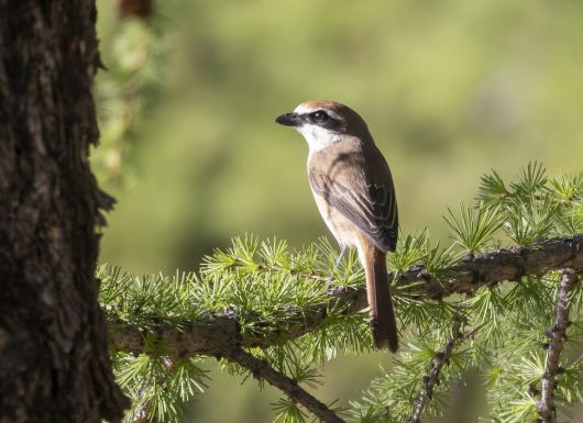 홍때까치(노랑때까치의 아종)의 별명은 도살자. 잡은 먹이를 나뭇가지나 가시에 꽂아 저장하는 습관이 있다.