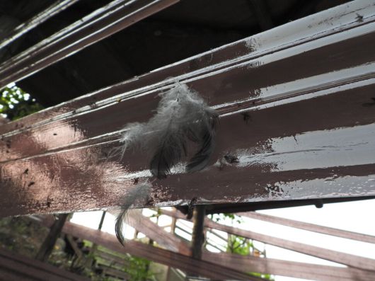 2025년 7월6일 인천 계양구 계양산 등산로에 설치된 끈끈이롤트랩. 이 트랩엔 러브버그 외 다른 다양한 곤충까지 붙어 피해를 입었다. 새 깃털이 뽑힌 흔적도 확인됐다. 봉산생태조사단 제공