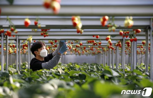 (서울=뉴스1) = 25일 전라북도 임실군 오수면의 한 딸기 농가에서 관계자들이 딸기 수확을 돕고 있다.  임실군의 새로운 주력 농산물로 주목받고 있는 ‘임실 N딸기’는 11월에서 이듬해 6월까지 출하가 이루어져 긴 생산기간을 가지고 있다. (임실군청 제공) 2021.1.25/뉴스1