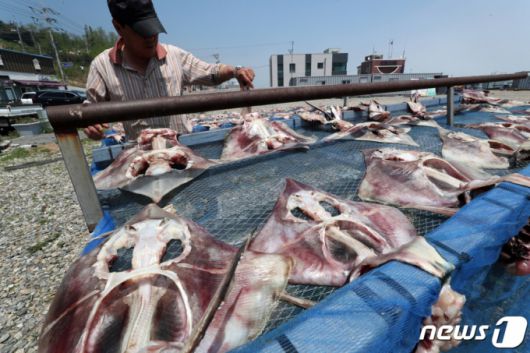 2019년 5월 23일 인천광역시 옹진군 대청면 선진포항 물량장에서 주민이 홍어와 간재미를 말리고 있다. /사진=뉴스1