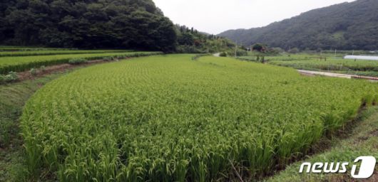 (세종=뉴스1) 장수영 기자 = 26일 세종시 전의면 신방리에 위치한 윤희숙 국민의힘 의원 부친의 농지.   윤 의원의 부친은 지난 2016년 5월 이 일대 농지 3300여평을 8억원에 구입했으며 현재 호가로 약 18억원까지 뛴 것으로 알려졌다. 2021.8.26/뉴스1