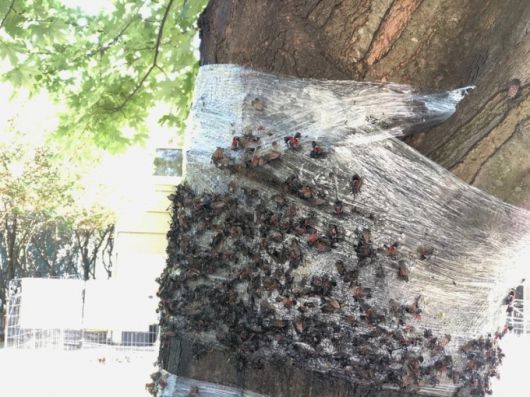 뉴욕 서니사이드 클로브 레이크스 공원 가장자리에서 꽃매미를 잡기 위해 주민들이 건물 주변 나무에 테이프를 붙인 모습 /사진=Staten Island Advance