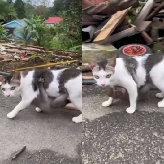 /사진=트위터 영상 캡처