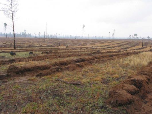 2003년 숲 조성 사업을 시작할 당시 토진나르스 지역 모습./사진제공=유한킴벌리.