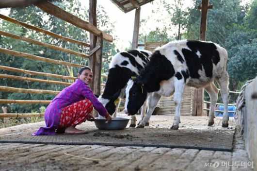 네팔 신둘리지구 마틀로 라자파니 마을 한국 젖소 수혜자 달 쿠라리 타파(40)가 농협사료에서 지원한 배합사료를 주고있다