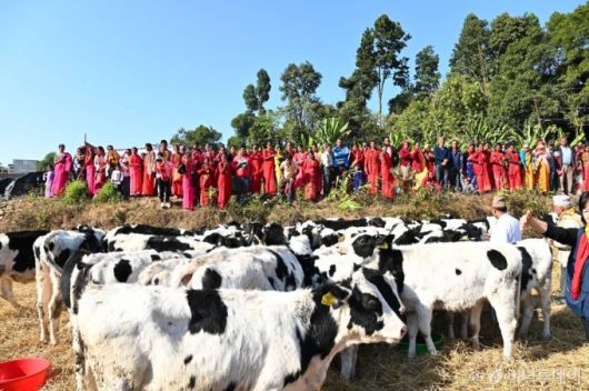 네팔 신둘리 지구 낙농마을에 도착한 한국 젖소63두가 임시 우사에서 주민들이 지켜보는 가운데 휴식을 취하고 있다.