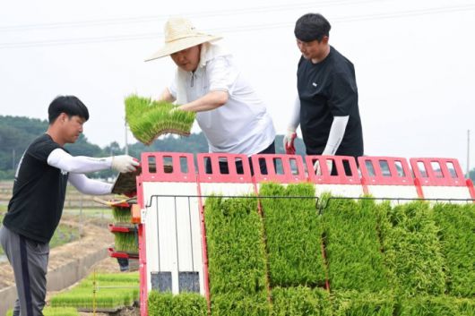 [서울=뉴시스] 윤석열 대통령이 7일 충남 부여군 임천면 꿈에영농조합법인 모내기 현장을 방문해 이앙기에 모판을 적재하고 있다. (사진=대통령실 제공) 2023.06.07. *재판매 및 DB 금지