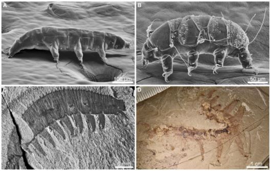 현생 물곰 벌레(A·B)는 5억년 전 생물(C·D)인 루올리샤니드에서 파생됐다는 연구 결과. / 사진=극지연구소