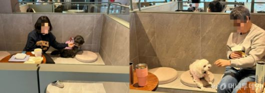 스타벅스 구리갈매DT점에 마련된 반려동물 부스 석 모습./사진=유예림 기자