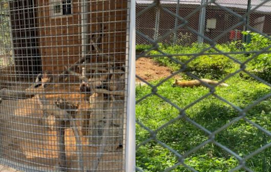 시멘트 바닥만 있었던 붉은여우사 예전 모습(왼쪽)과 방사장을 자유로이 다닐 수 있게 만든 현재 모습(오른쪽). 숨을 곳이 많도록 수풀도 일부러 길게 놔두었단다./사진=남형도 기자