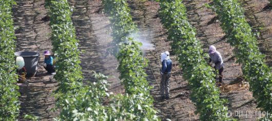 (대구=뉴스1) 공정식 기자 = 절기상 대서(大暑)인 22일 오전 장마전선이 지나가고 폭염이 찾아온 가운데 대구 수성구의 한 포도밭에서 농민들이 병충해를 예방하기 위해 방제 작업을 하고 있다. 2024.7.22/뉴스1  Copyright (C) 뉴스1. All rights reserved. 무단 전재 및 재배포,  AI학습 이용 금지. /사진=(대구=뉴스1) 공정식 기자