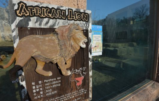 2015년 2월 12일 서울 광진구 능동로 어린이대공원에서 사육사 A씨가 사자 2마리에 물려 숨지는 사고가 발생했다. 사진은 사고 현장인 맹수마을 사자우리./사진=뉴스1