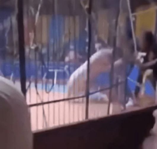 서커스 공연 도중 호랑이가 갑자기 서커스 단원을 공격하는 사고가 발생해 관중들이 충격에 휩싸였다./사진=데일리메일, 뉴시스