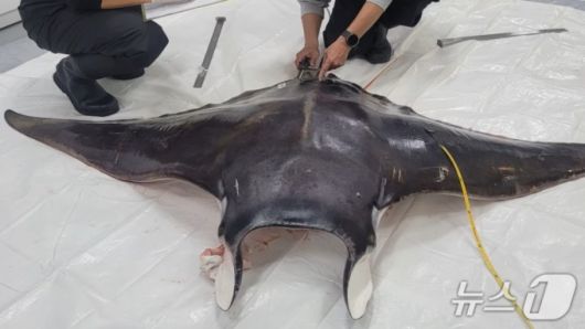 쥐가오리 크기 측정하는 모습/사진=뉴스1