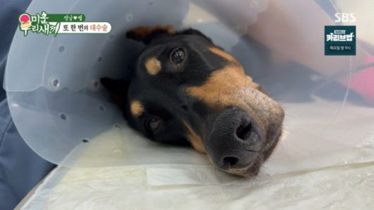배정남의 반려견 벨이 국소마취로 종양 제거 수술을 받았다. /사진=SBS '미운 우리 새끼' 캡처