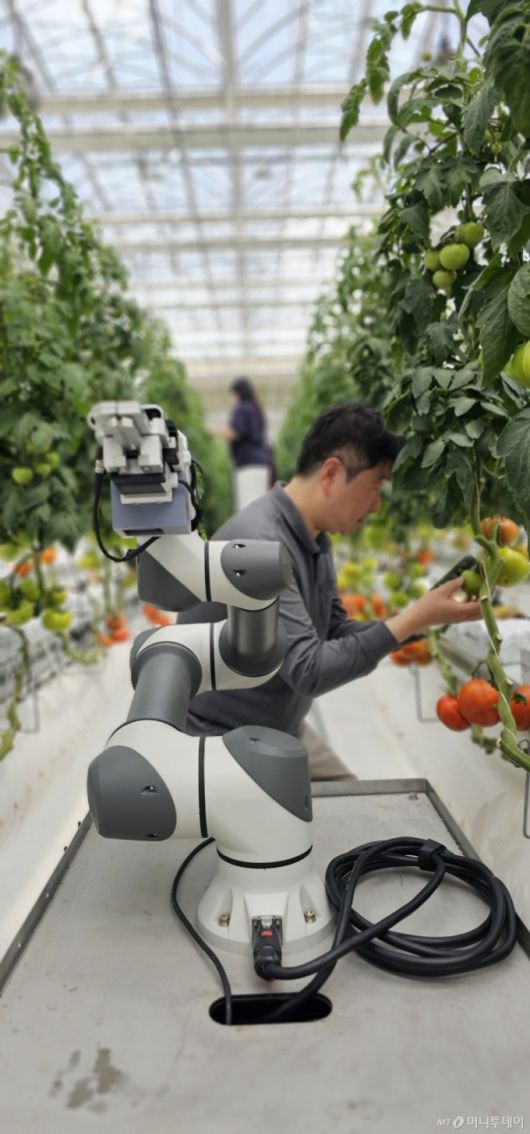 김경철 농업연구사가 23일 국립농업과학원 농업공학부 수경온실에서 모니터링로봇을 활용한 토마토 생육상황을 체크하고 있다. /사진=정혁수