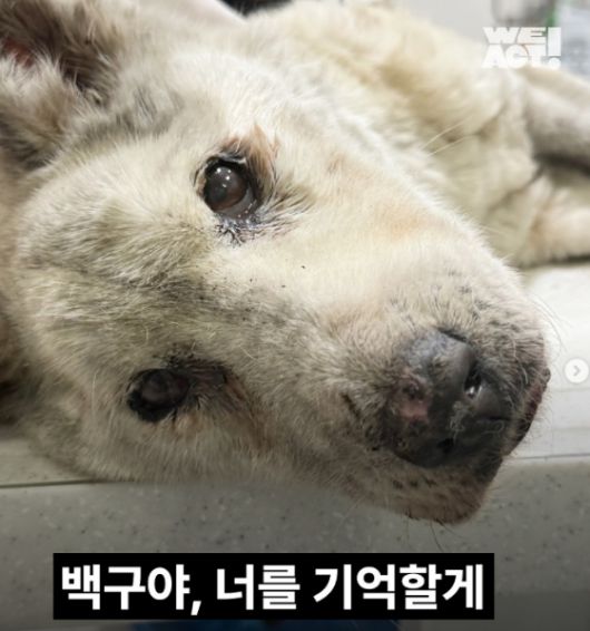 이름조차 지어주지 못했는데 세상을 떠난 백구. 자신의 몸만한 종양을 달고 있었고, 온몸에서 구더기가 나오고 있었다. 병원에 도착하자 마자 마지막 숨을 쉬곤 떠났다./사진=동물구조단체 위액트(@we.a.c.t)