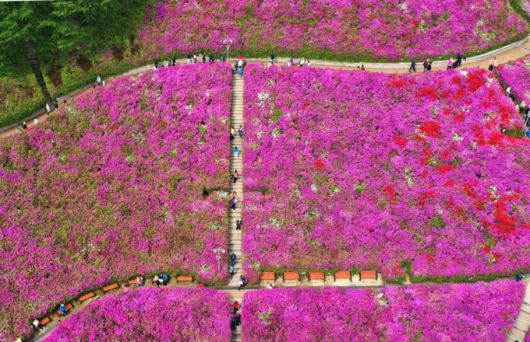 휴일인 27일 경기 군포시 산본동 철쭉동산을 찾은 시민들이 울긋불긋 활짝 핀 철쭉 사이를 거닐며 봄기운을 만끽하고 있다. /사진=뉴시스