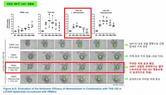 대장암 3D 스페로이드 모델에서 넬마스토바트-TAS-102 병용요법의 시너지 확인 /사진= AACR 2025 포스터