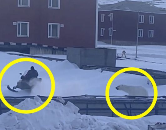 노르웨이에서 쫓아오는 북극곰을 간발의 차로 피해 목숨을 건지는 남성의 모습이 포착됐다. /사진=X(옛 트위터)