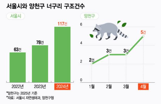 최근 3년 서울시 너구리 구조 현황(왼쪽)과 2025년 양천구 너구리 구조현황(오른쪽). /그래픽=윤선정 기자.