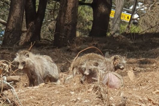 등산객 50대 남성 이모씨가 지난 4월3일 계남근린공원 일대에서 너구리를 찍은 사진. 이씨는 약 한달 전부터 병에 걸린 너구리가 자주 보인다고 했다. /사진=독자 제공.