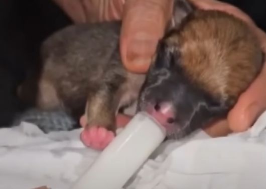 태어난 지 일주일밖에 되지 않은 새끼 강아지들이 헌옷 수거함에서 발견돼 공분을 사고 있다./사진=JTBC 사건반장