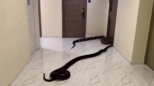태국 방콕의 한 아파트 복도에 풀린 뱀 2마리의 모습. 한 남성이 이웃의 시끄러운 개소리에 보복하고자 이 같은 행위를 벌인 것으로 조사됐다. /사진=뉴시스(SNS 캡처)