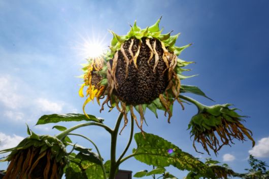 전국에 폭염특보가 발효된 지난해 7월31일 오후 경기 파주시 법원읍의 한 해바라기 밭에 해바라기가 시들어 있다. /사진=뉴시스