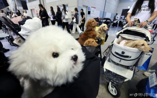 (고양=뉴스1) 이동해 기자 = 16일 경기도 고양시 일산 킨텍스에서 열린 2025 메가주 일산을 찾은 견주와 반려견이 용품을 살펴보고 있다.  국내 최대 규모의 펫페어 메가주(Mega Zoo)는 이날부터 18일까지 사흘간 진행된다. 2025.5.16/뉴스1  Copyright (C) 뉴스1. All rights reserved. 무단 전재 및 재배포,  AI학습 이용 금지. /사진=(고양=뉴스1) 이동해 기자