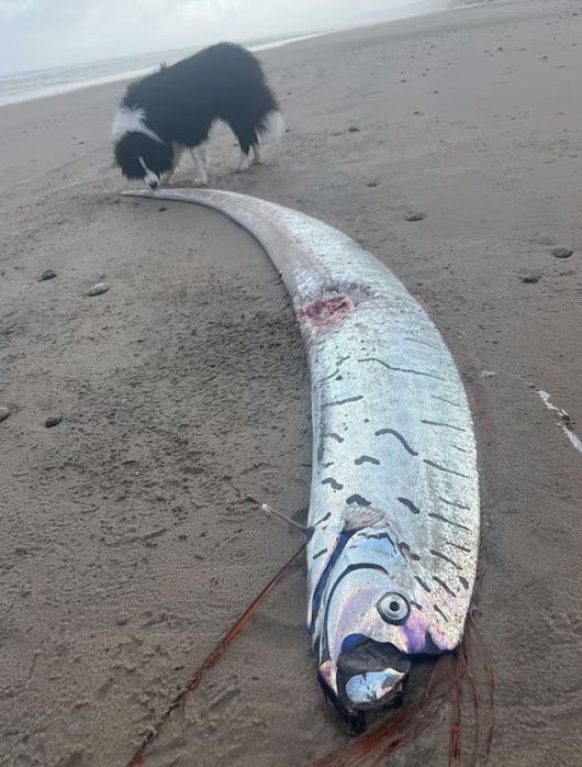 지난 2일(현지 시각) 호주 태즈메이니아 해변에서 발견된 길이 2.7m 대형 심해어./사진=데일리메일 캡처