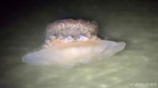 경북 포항시 남구 송도해수욕장에서 대형 해파리가 수면에 떠있는 것을 시민이 발견해 해경에 신고했다.기사내용과 무관./사진=뉴스1.