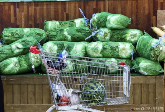 서울 시내의 한 대형마트 매대에 배추가 진열돼 있다./사진=뉴시스 제공.