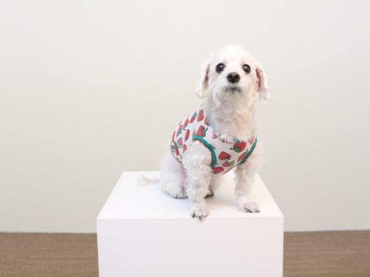 개 물림 사고를 당한 반려견의 보호자에게 가해견 측이 치료비와 위자료 등을 줘야 한다는 법원 판결이 나왔다. 반려견을 단순한 재산이 아닌 가족으로 본 것이다. 기사 내용과 직접적 관련 없는 사진.