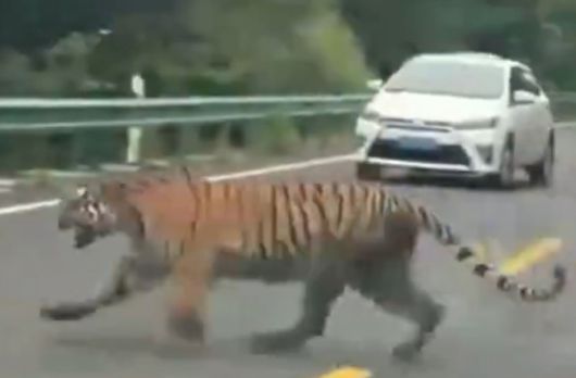 중국 도로 한복판에 야생 백두산호랑이가 등장해 화제가 되고 있다./사진=SNS