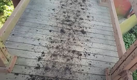 축구 크리에이터 감스트(본명 김인직)가 러브버그 특공대를 자처하며 인천 계양산에 올랐다./사진=유튜브 갈무리