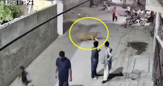 파키스탄에서 반려동물로 키우던 사자가 탈출해 행인들을 공격하는 사고가 발생했다./사진=엑스(X·옛트위터)