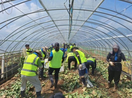 민주당 의원들과 당직자들이 21일 충남 예산군 비닐하우스에서 수해 복구 작업을 하는 모습. /사진=김지은 기자