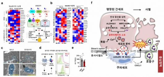 폭음으로 유도되는 글루타메이트 신호 경로를 통한 간세포-쿠퍼세포 간 상호작용과 알코올성 간질환 발병 기전. /자료=연구팀