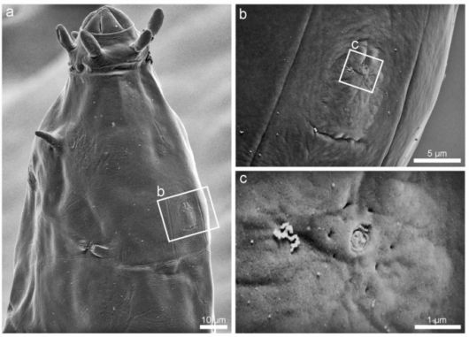 밀네시움 그란디쿠풀라의 머리 중앙에서 발견된 특이한 감각 기관 /사진=극지연구소
