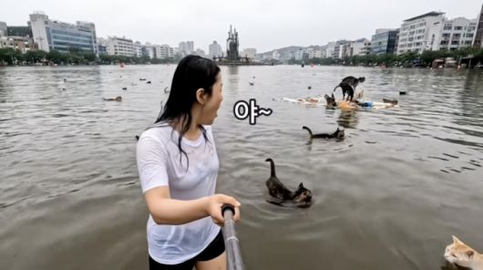 AI로 만든 가상 영상. 물에 잠긴 한 도시에서 고양이 수십마리가 수영하고 있는 모습. /사진=유튜브 채널 골파닭